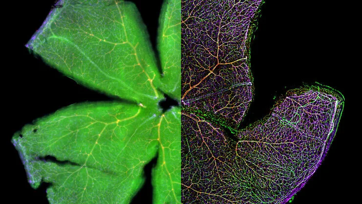 1698826390427788.png 1698826390427788.png